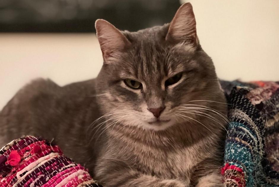 Vermisstmeldung Katze Männliche , 2 jahre Cogolin Frankreich