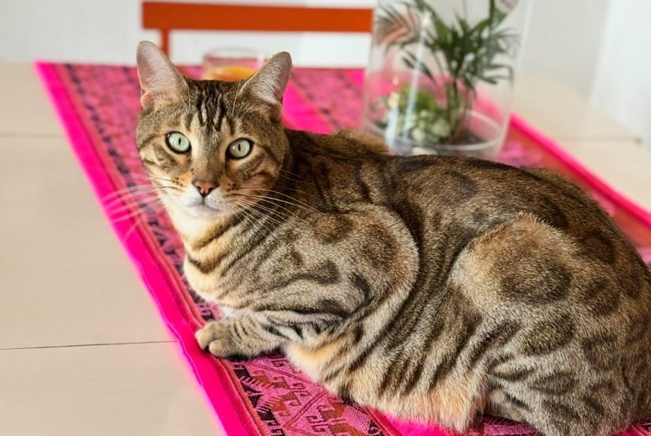 Vermisstmeldung Katze  Männliche , 3 jahre Solliès-Toucas Frankreich